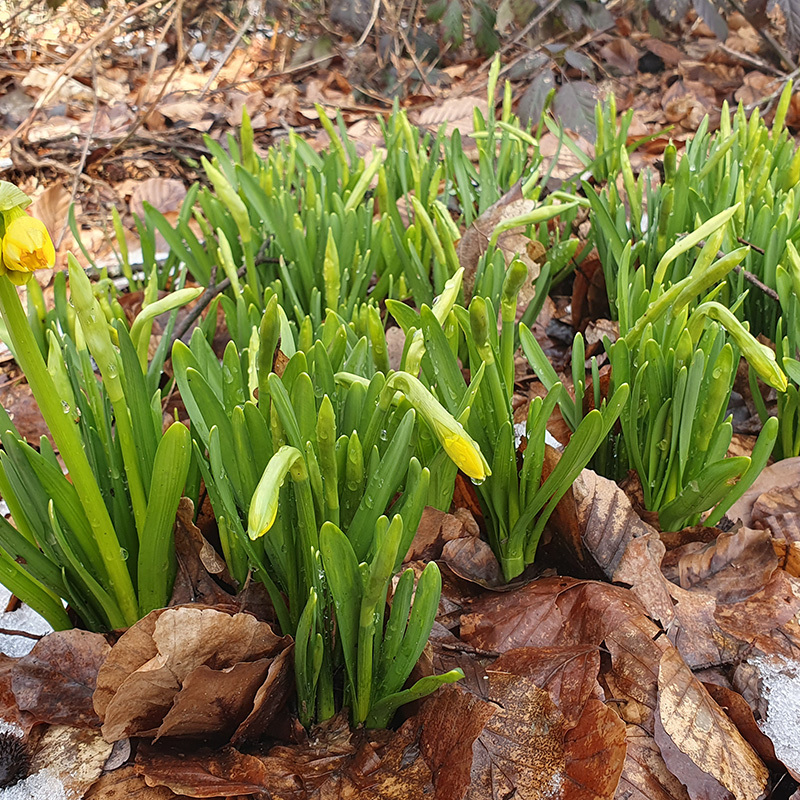 Narcissen in een landschap met restanten sneeuw