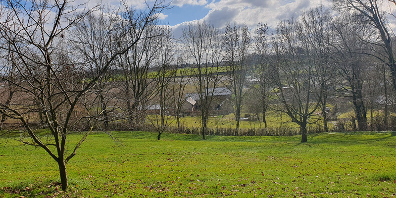 Een weiland met kale bomen