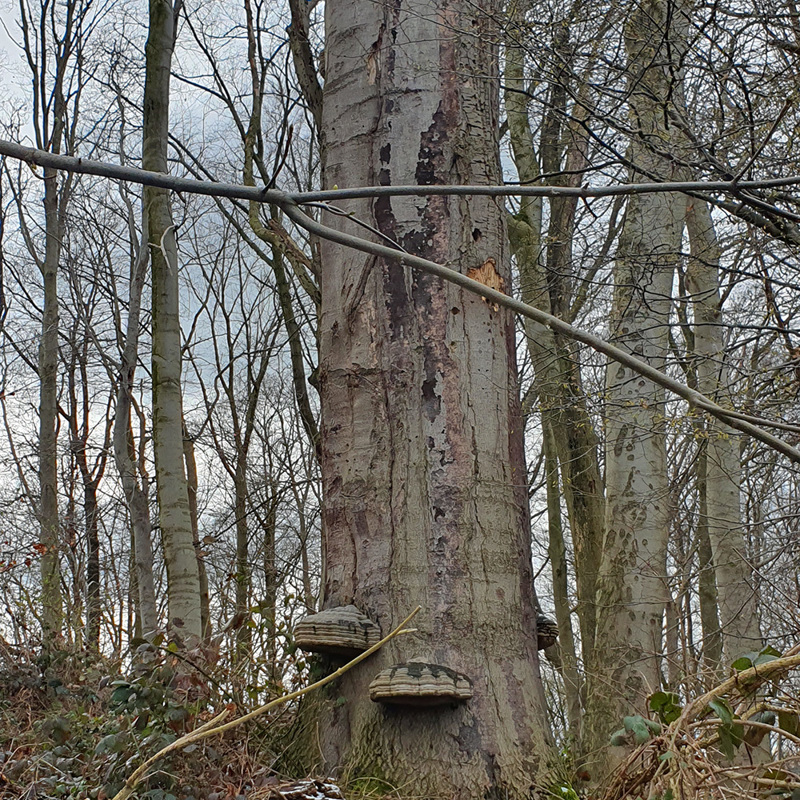 Een boomstam met paddenstoelen erop