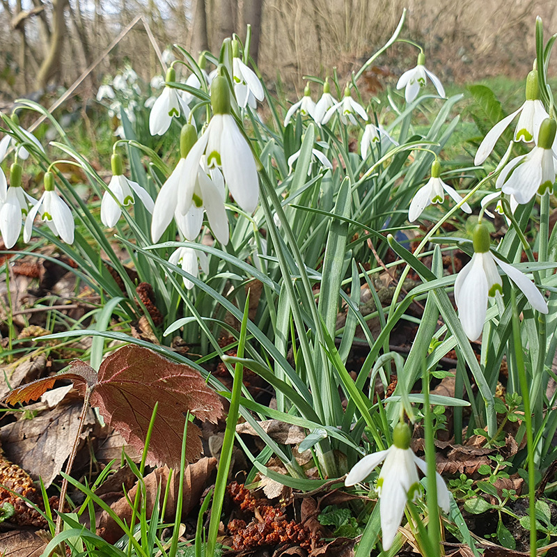 Witte bloemen in een bos