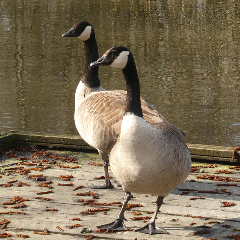 Twee ganzen aan het water