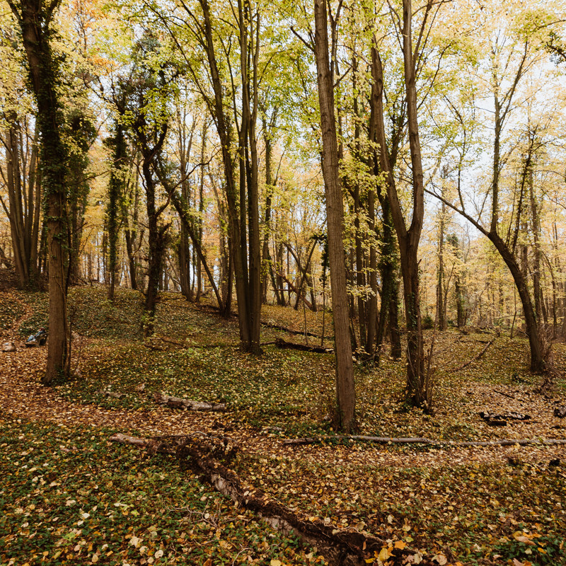 Wandel vanuit het herfstachtige Savelsbos richting de vuursteenmijn Rijckholt verborgen onder de wortels van de bomen