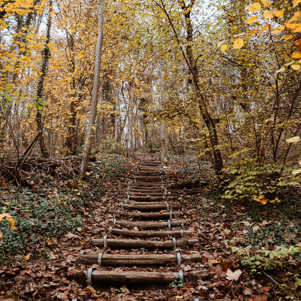 Een natuurtrap bedolven onder de herfstbladeren in het Savelsbos