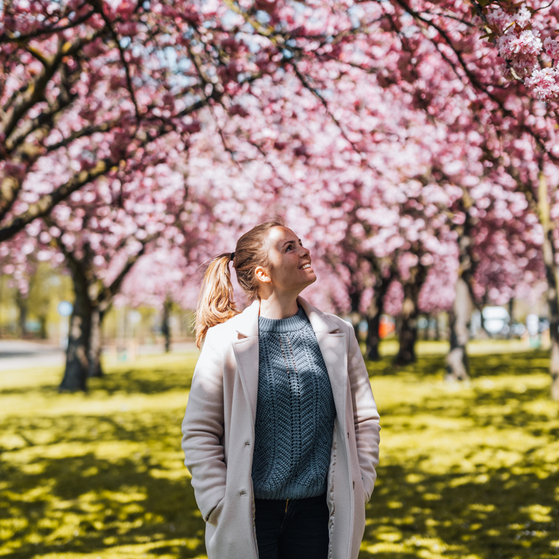 Een vrouw loopt onder de roze bloesembomen in het Stadspark van Sittard