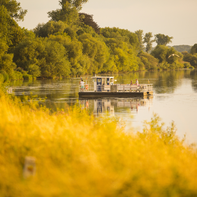 Een veerpontje vaart over de Maas bij Eijsden op een zomerse avond