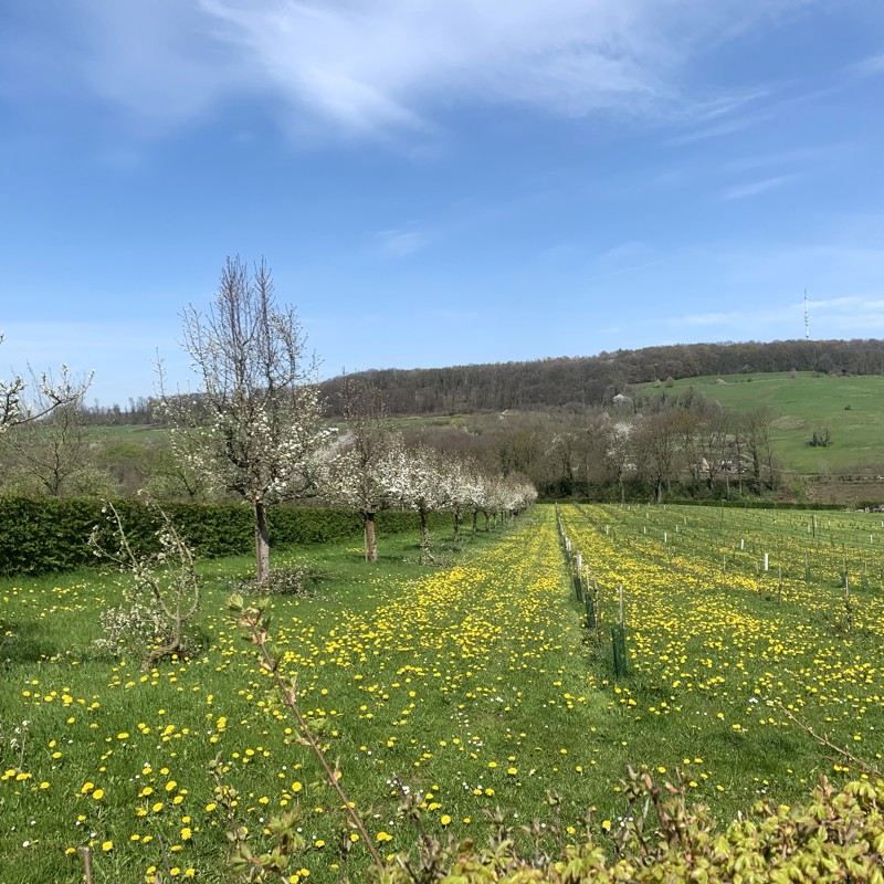Een fruitgaard in het Heuvelland die bijna is uitgebloeid, met in het veld enorm veel gele paardenbloemen