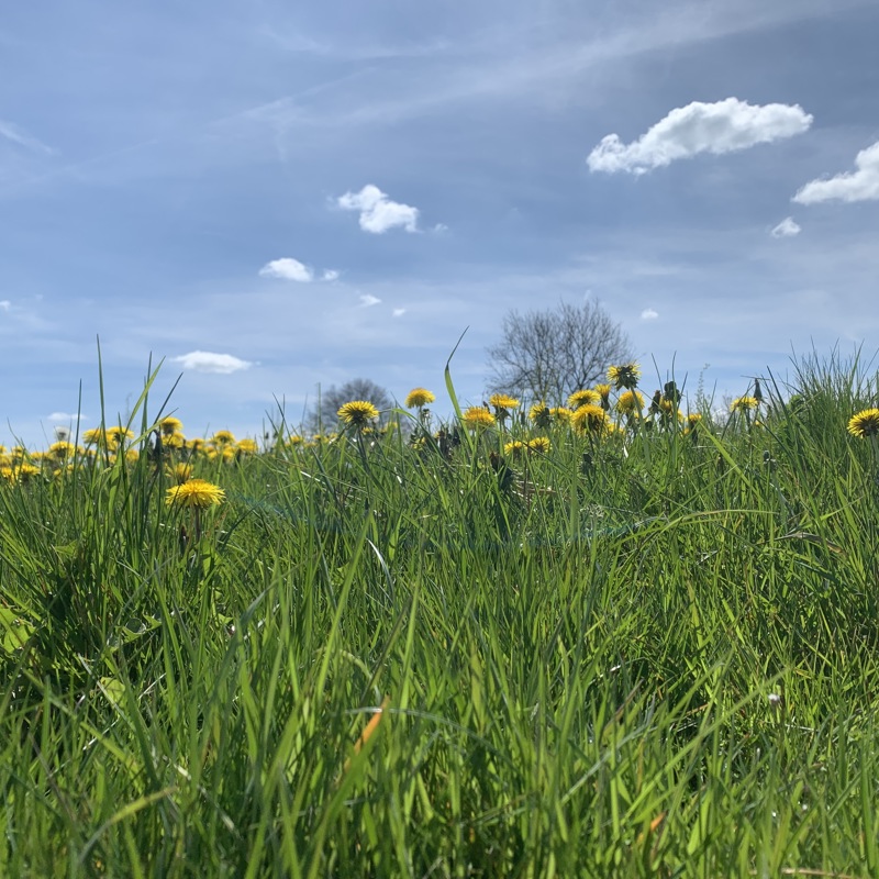 Grassprietjes met paardenbloemen van dichtbij