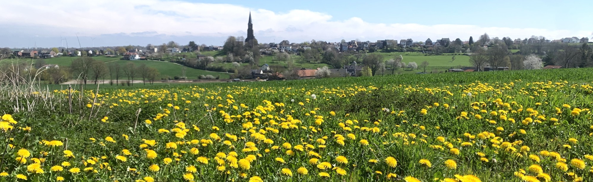 Een heuvelachtig veld met paardenbloemen met op de achtergrond een dorpje met een kerk