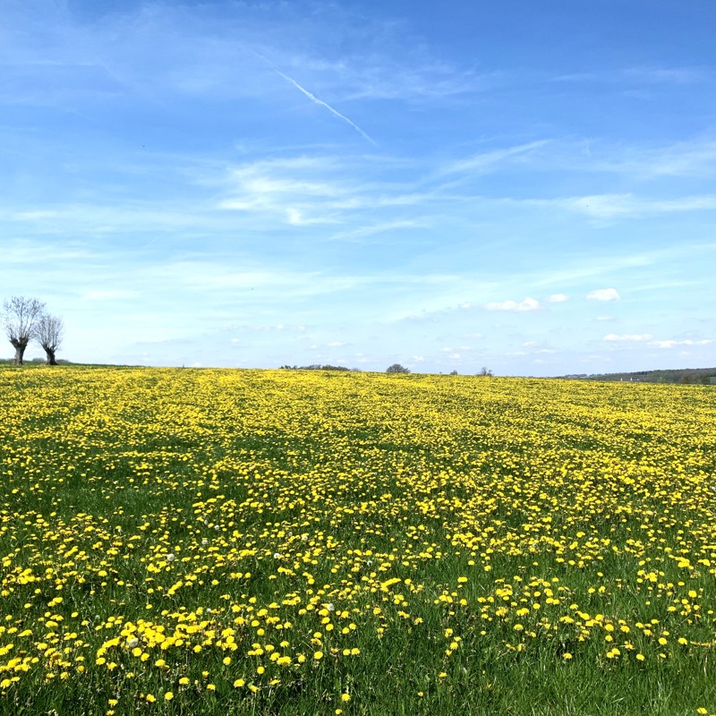 Een weiland vol met gele paardenbloemen zover je kunt kijken