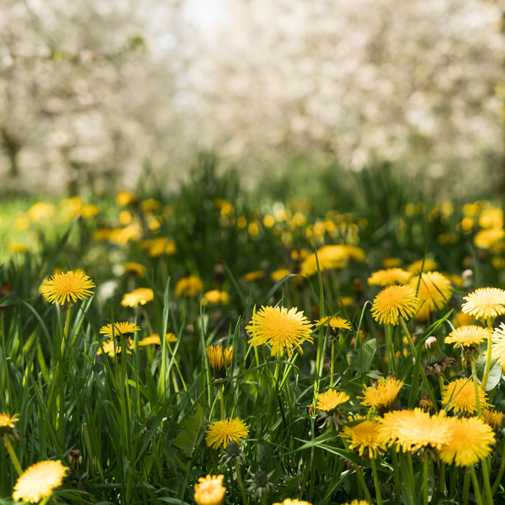 Paardenbloem met op de achtergrond vervaagd bloesem in laagstamboomgaarden