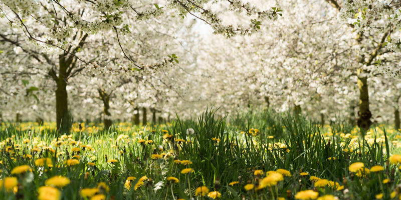 Een fruitgaard met witte bloesem en paardenbloemen