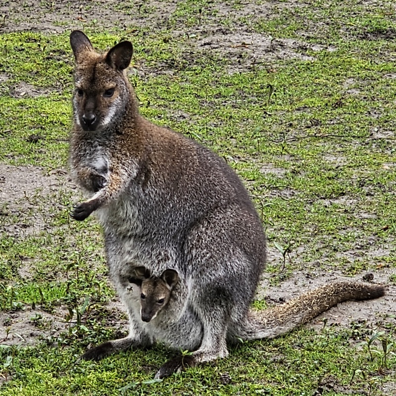 Een Kangoeroe Met Baby Bij Kasteelpark Born