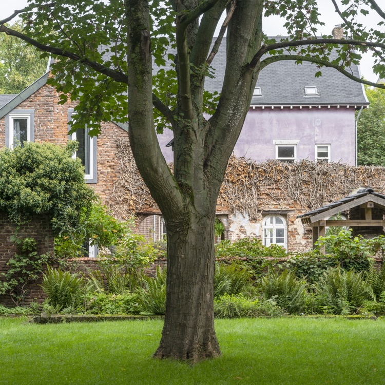 De idyllische tuin met dikke boom bij vakantiewoning Paap1848 in Papenhoven