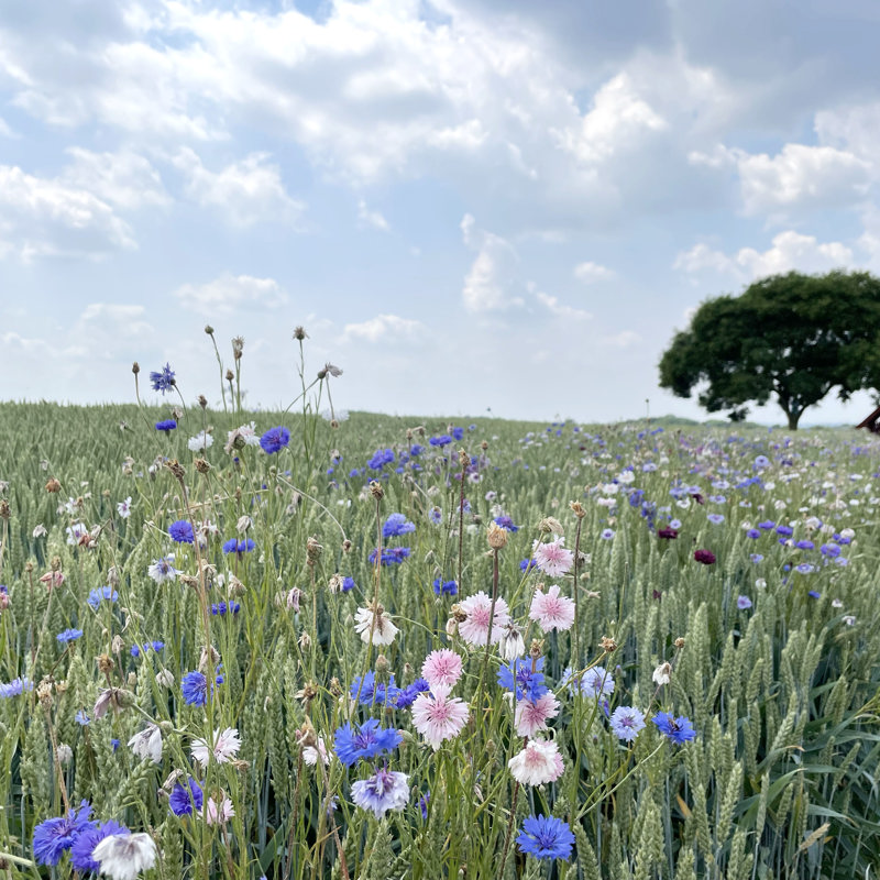 Veld vol blauwe, roze en witte zomerbloemen 