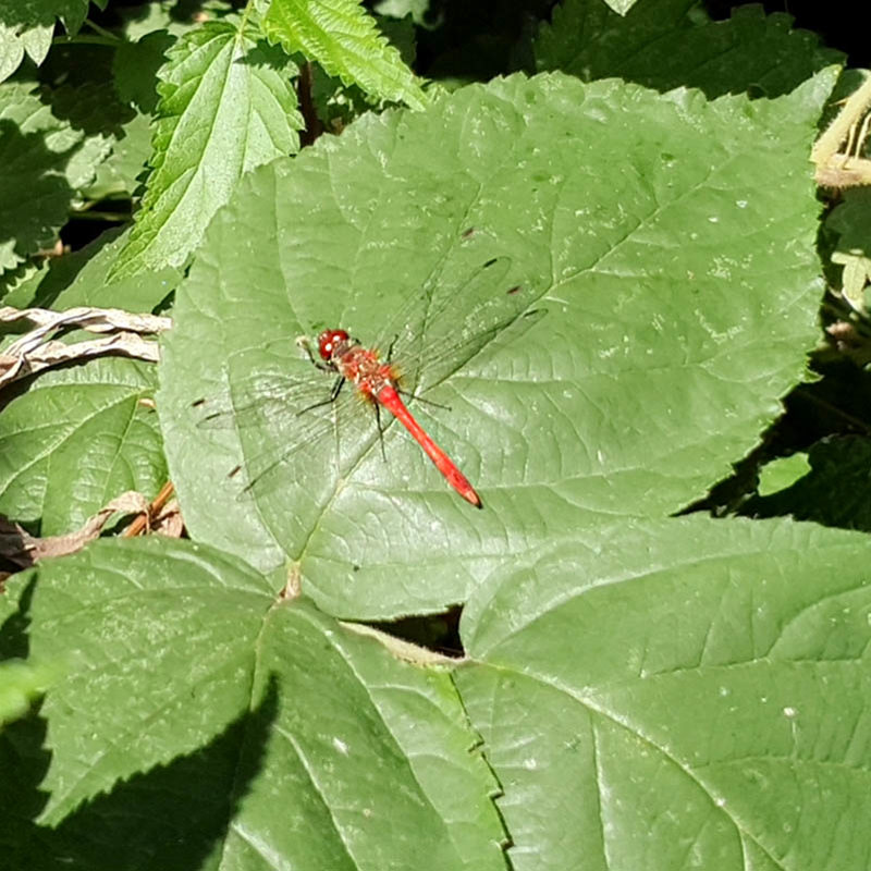 Een bloedrode heidelibel in de zon op een groen plantenblad
