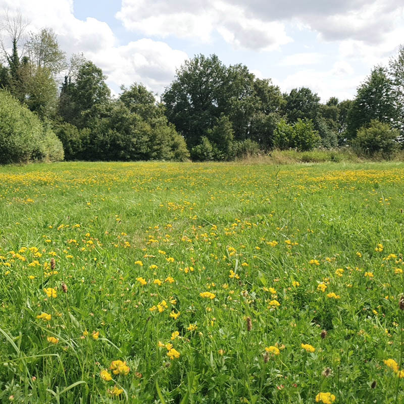 Een uitgestrekt grasland in De Doort met paardenbloemen