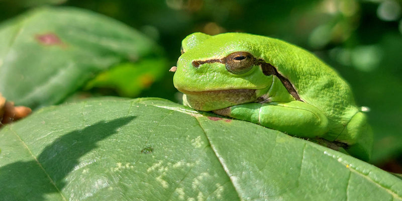 Close-up foto van een groene boomkikker die op een blad ligt 