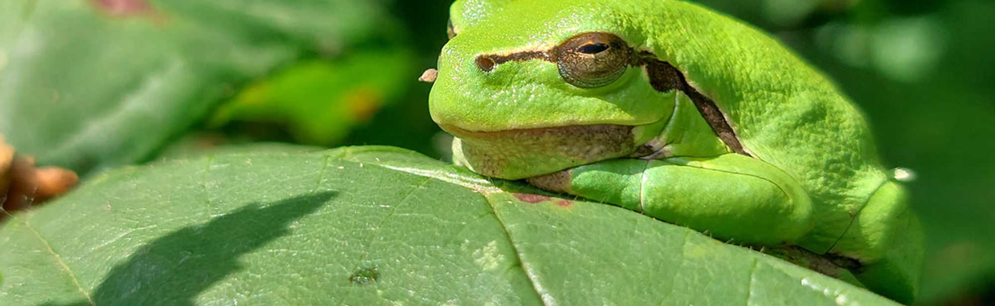 Close-up foto van een groene boomkikker die op een blad ligt 