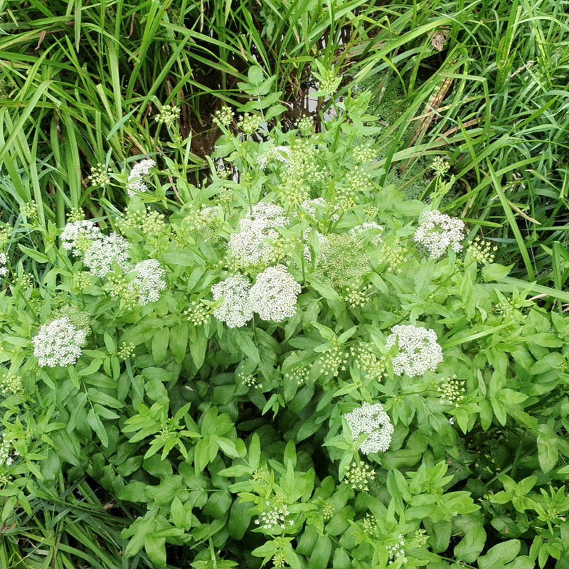 De Gewone Engelwortel, een groene plant met kleine witte bloemetjes. 
