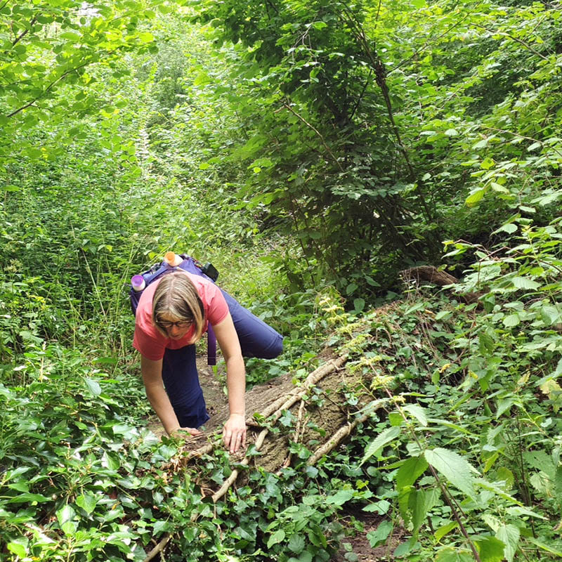 Wandelboswachter Ellen klimt over een omgevallen boom 