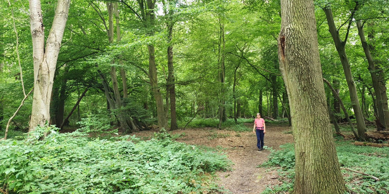 Wandelboswachter Ellen loopt door het oude bos met bomen vol met groene bladeren