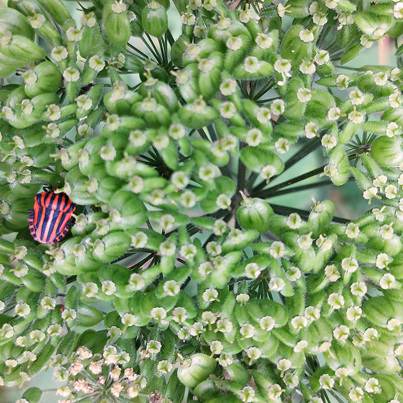 Een rood met zwarte pyjamawants in een plant