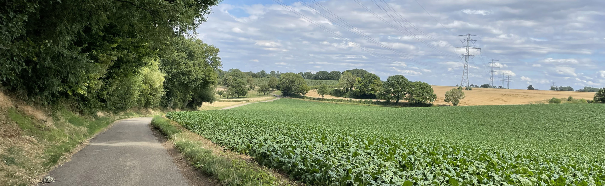 verharde weg langs een suikerbietenveld