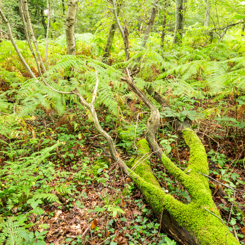 Groen bemoste takken in de Schinveldse Bossen