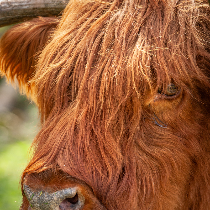 Het hoofd van een Schotse Hooglander in de Schinveldse Bossen van dichtbij