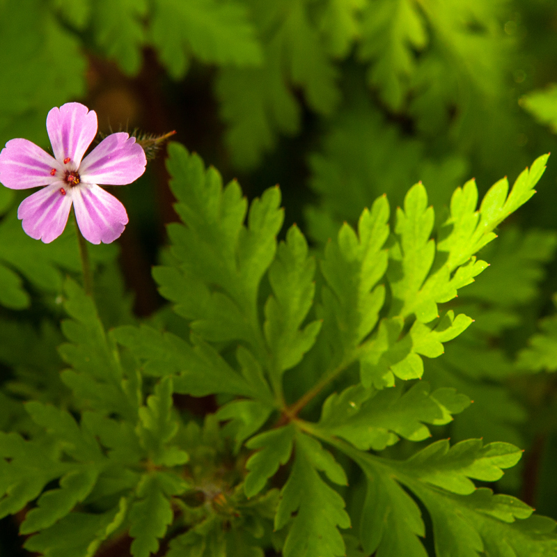 Groene varen van dichtbij met een roze bloemetje