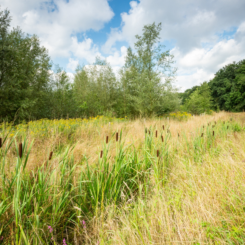 Riet in natuurgebied van de Schinveldse Bossen