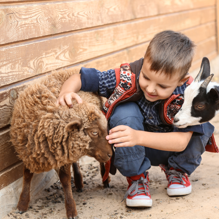 Jongetje knielt en knuffelt met twee geitjes