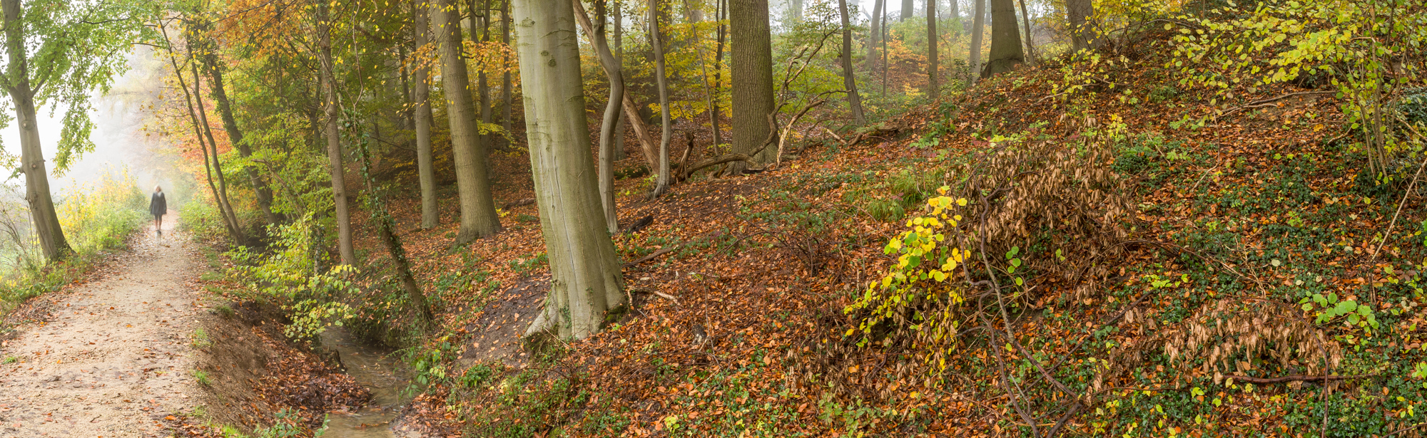 Herfstuitzicht in het kelmonderbos met verkleurde blaadjes aan de bomen