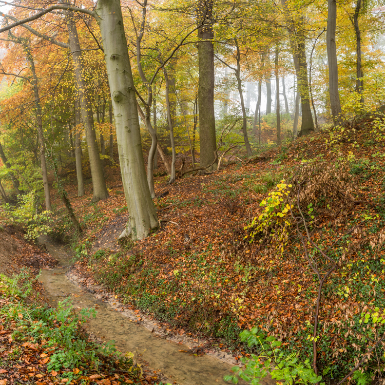 Herfstuitzicht in het kelmonderbos met verkleurde blaadjes aan de bomen