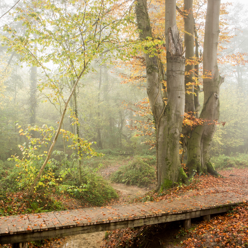 Bruggetje over de Keutelbeek in het Kelmonderbos in de herfst