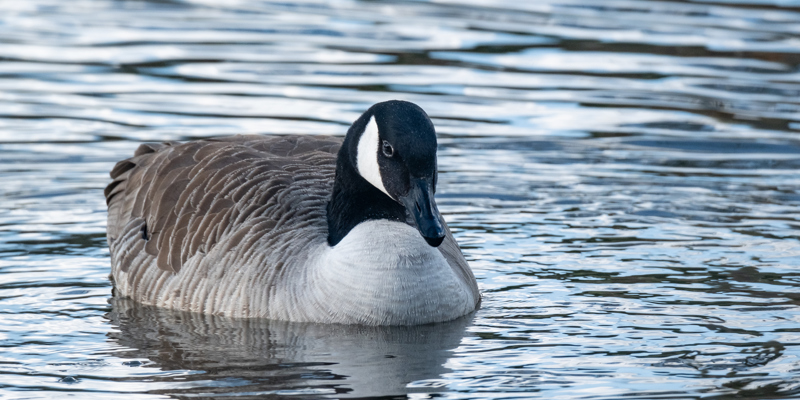 Eend zwemt in het water