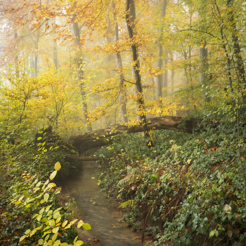 Herfstkleuren rondom de Keutelbeek in het Kelmonderbos