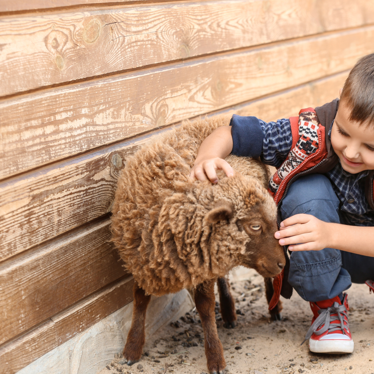 Jongetje knuffelt met 2 jonge geitjes