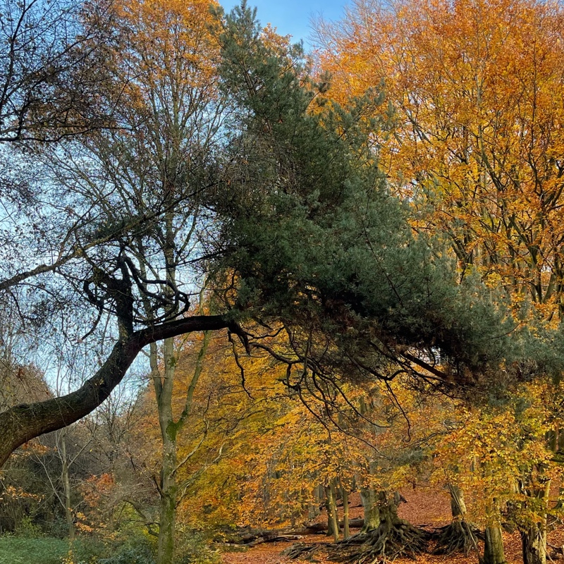 Herfstbomen en kleuren aan de bosrand