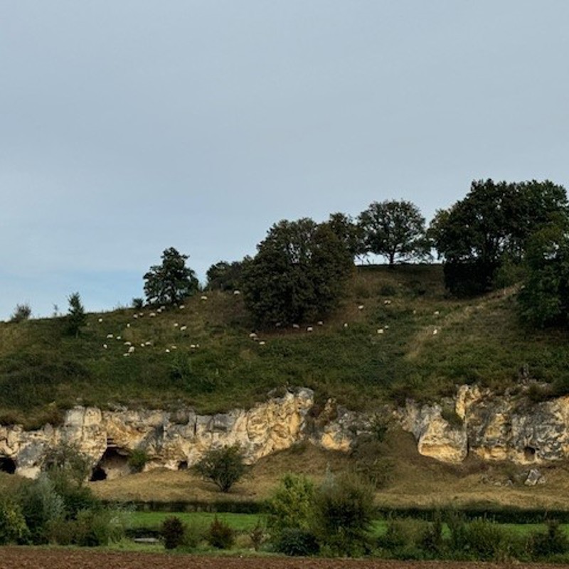 Uitzicht op de krijtwanden en schapen op de Bemelerberg