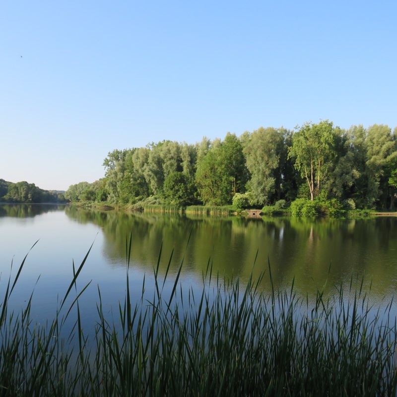 Het cranenweyer meer met daarachter een bos