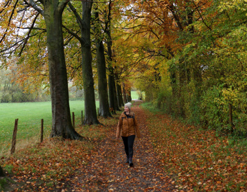 Herfstig beeld in het bos met herfstkleuren en bladeren op de grond. 