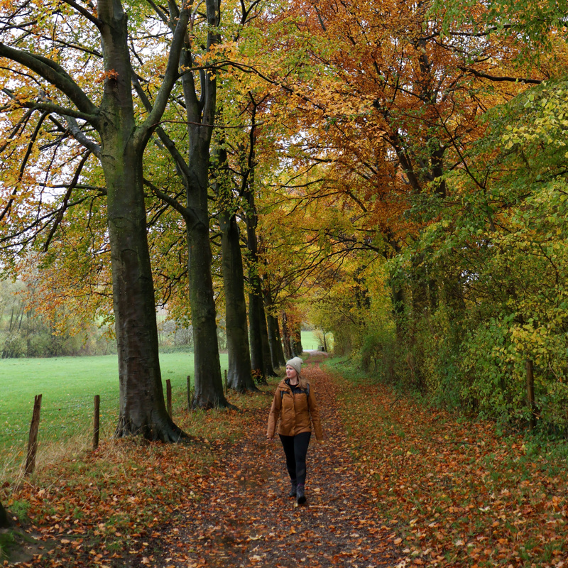 Herfstig beeld in het bos met herfstkleuren en bladeren op de grond. 