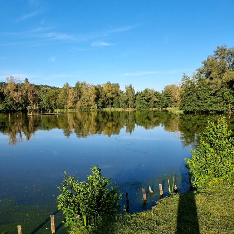 Stille visvijver omringd door een groene bosrijke omgeving op een mooie dag met helderblauwe hemel. 