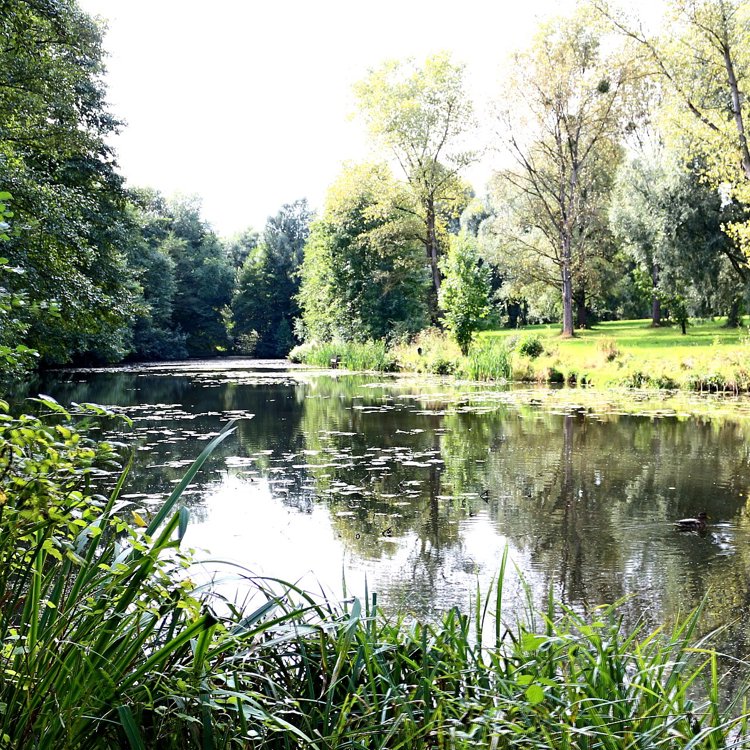 Visvijver gelegen in een groene omgeving met bomen langs de kade. 