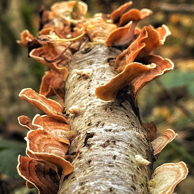 Paddenstoelen op boomstam