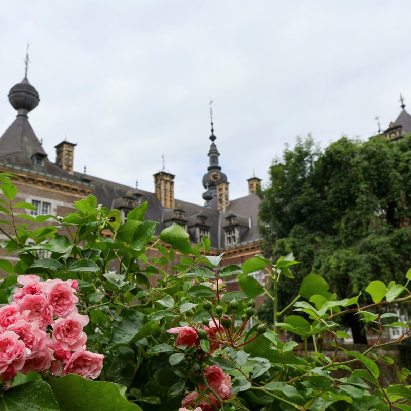 Roze rozen met Kasteel Eijsden op de achtergrond