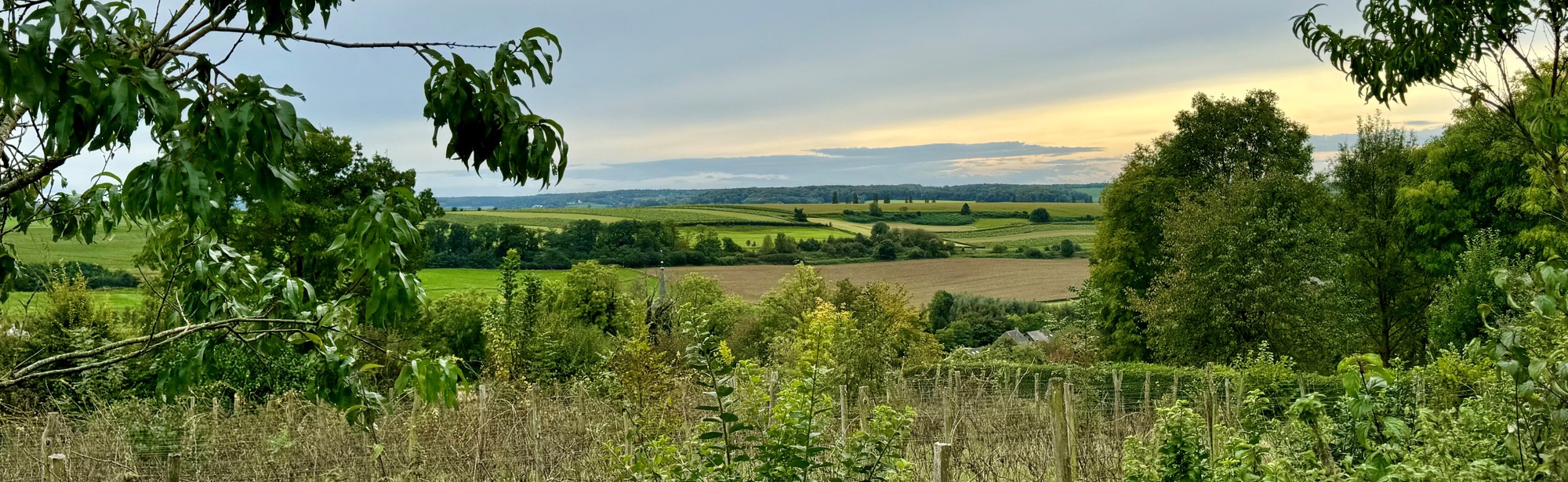 Uitzciht op het heuvelland vanaf wijngaard Aldenborgh 