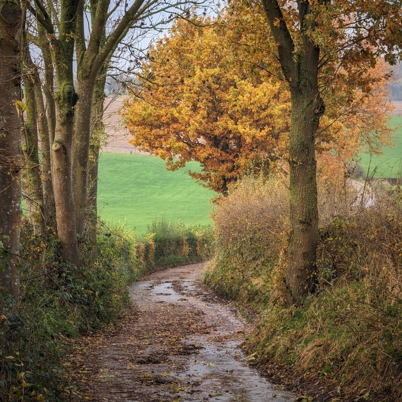 Wandelpad in de ochtend met boom met herfstkleuren nabij Noorbeek