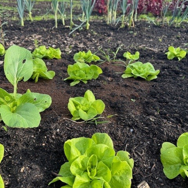 Slakroppen in de moestuin van Hei15